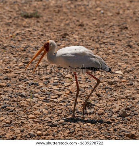 A yellow billed stork pants with his beak open to cool down in the hot summer sun