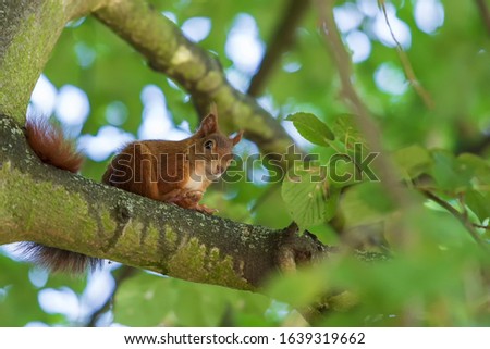 Sciurus vulgaris - Squirrel - on a tree in green branches.