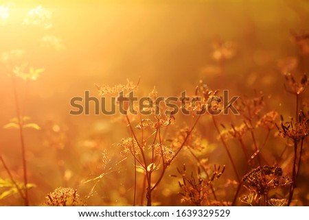 Wildflowers on meadow in warm golden sunset light at summer.