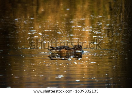 Common brown duck in Urdaibai (Basque Country)