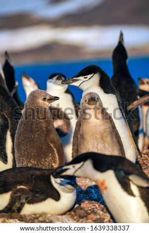Chinstrap penguin (Pygoscelis antarcticus) and its chicks in the midst of a busy colony on Aitcho Islands in Eastern Antarctica.