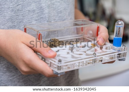 A boy holding an acrillic ant farm, formicarium in hands, research model of ant colony.