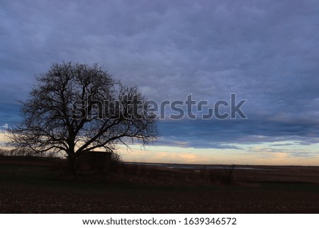 A lone tree under a colorful sky in Salt Lake