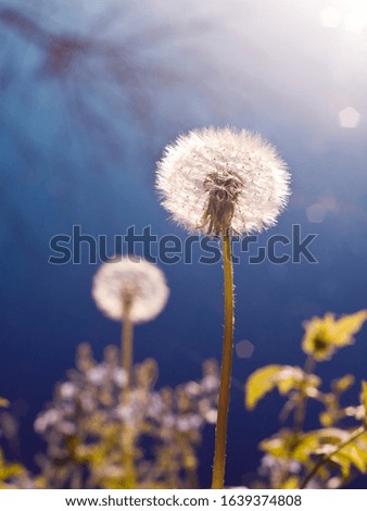 ripe fruit of common dandelion, Taraxacum officinale, shine in bright sunshine on deep blue spring sky, blurred background postcard, beauty of nature concept