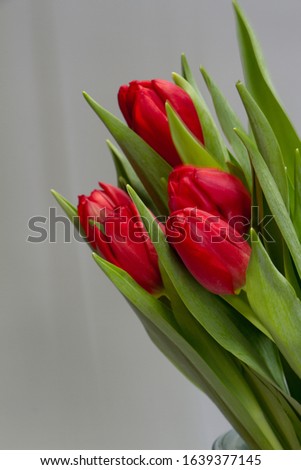 Bouquet of red tulips on a gray background, congratulatory or holiday concept