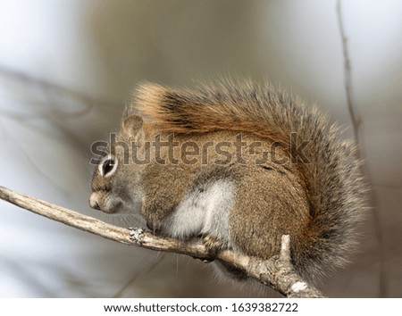 A cute red squirrel curls up on a branch on a cold February day. (Sciurus vulgaris)