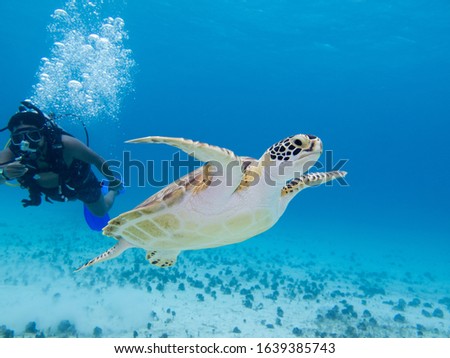 low angle view of a marine turtle swimming to the surface