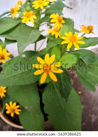 picture of mini sun flower 