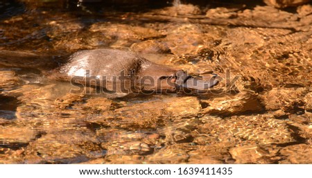 Platapus Swimming in Creek,Tasmania Australia