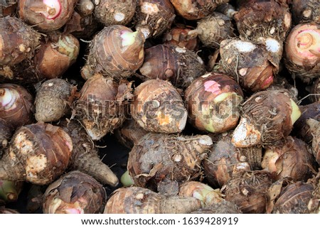 Group of fresh taro vegetable pile called Colocasia esculenta in scientific name, stcking raw Taro in local market. Pile of fresh taro root retail sale in street market. taro backgound top view. Royalty-Free Stock Photo #1639428919