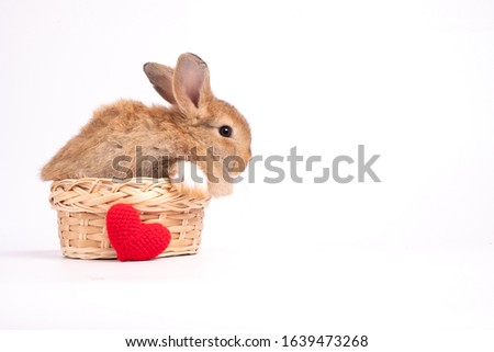 Furry and fluffy cute red brown rabbit erect ears are sitting in the basket and litter red heart placed in front. Isolated on white background. Concept of rodent pet and easter.