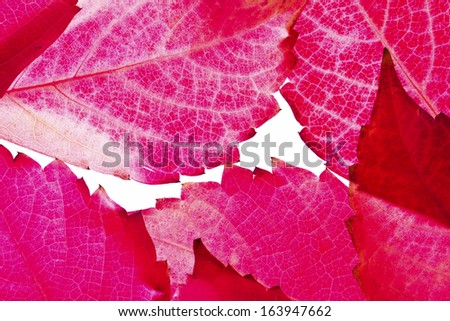 Leaf,bright autumn leaves, close up 