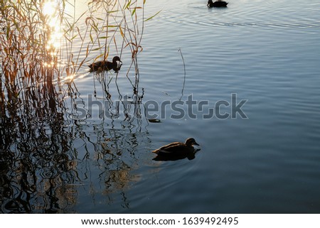 A walk in a park seeing ducks swimming chasing sunset
