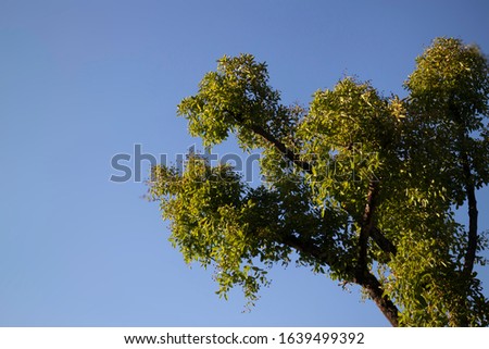 Tree tops framing the sunny blue sky, stock photo