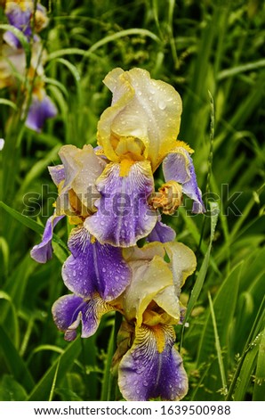 Irises are wonderful garden plants. The word Iris means rainbow. Irises come in many colors.