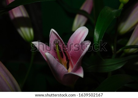 very nice colorful lilly close up