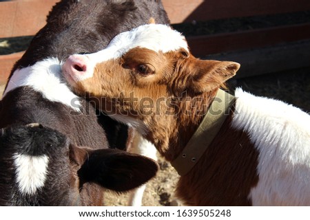 photo of little cow on farm