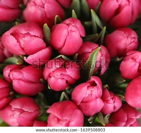 Beautiful bouquet of tulip flowers, closeup. Floral decor
