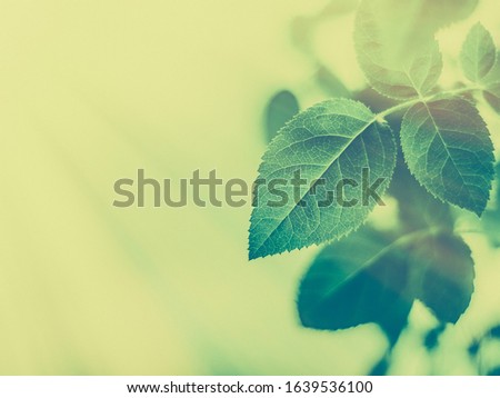 Plant, ecology and bio concept - Green leaves as abstract vintage nature background, herbal foliage in spring garden, retro gravure style, floral leaf backdrop for botanical holiday brand design