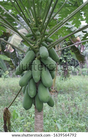 green papaya tree in the forest