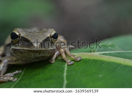 brown frog or toad on the leaf