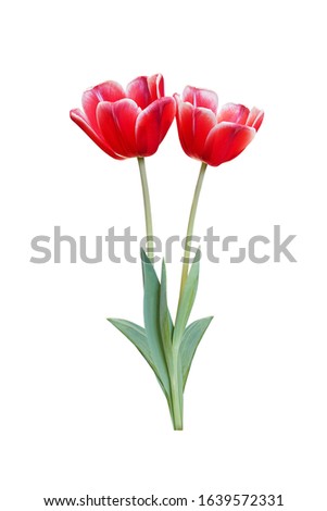 Red Tulip flowers are blooming isolated on white background with clipping path