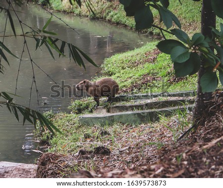 Photo of a capibara alone