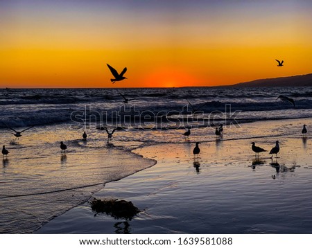 Seaguls off Santa Monica Beach at Sunset