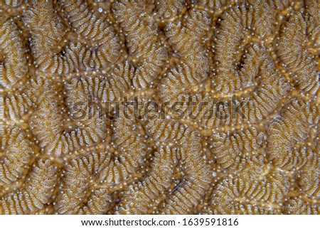 super macro picture of coral polyps