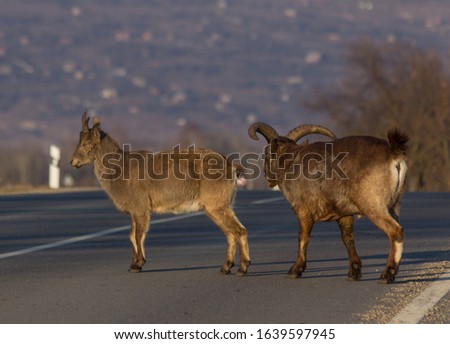 Photo of a pair of mountain goats (lat. Capra caucasica).