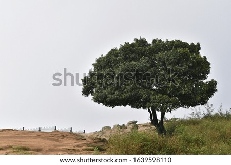 Single Tree at top of a mountain 