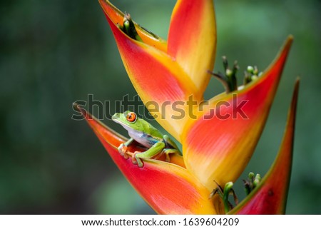 Red eyed tree frog sitting on banana flower