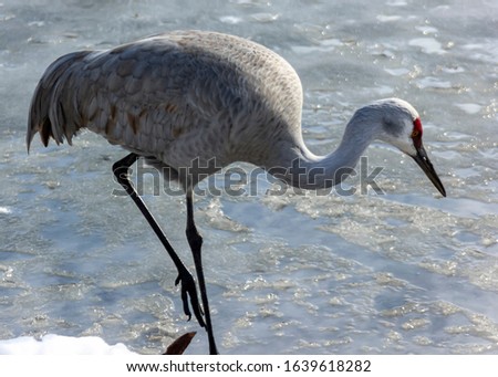 Beautiful sandhill crane walking on the frozen lake in Delta, British Columbia, Canada. Grey and brown feathers. Orange eyes and intense red patch on head. Long, grey bill. Sunny winter day picture