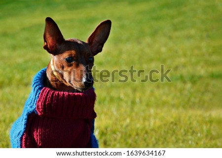 A dog in clothes is sitting on a green lawn. Pet in colored, winter clothes in nature. Dog close-up on the street, on a walk. Thoroughbred pet portrait.