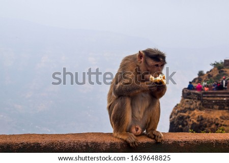 Wildlife photograph of monkey eating bread