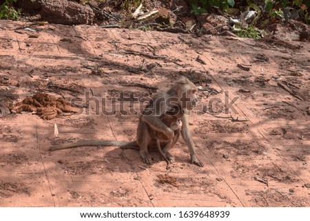 wildlife photography of a monkey