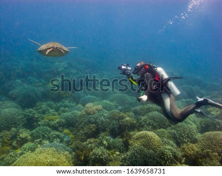diving camera-man take a video with green tourtle, underwater Philippines