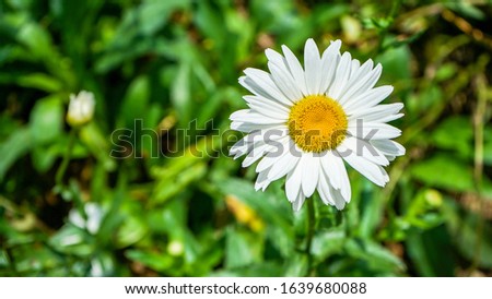 Close up of white sunflowers in a flower garden