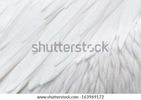 White feather background Royalty-Free Stock Photo #163969172