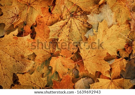 yellow autumn maple leaves as a texture