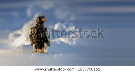 steller's sea-eagle foraging in snow and ice