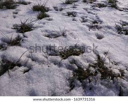 Green grass with the snow pattern, the spring is starting in Minsk, Belarus