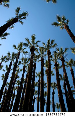 
beautiful palm trees reaching the sky