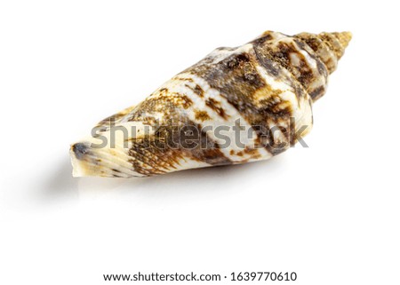 Macro photography natural organic color seashell on white background with blank space for text. Soft focus