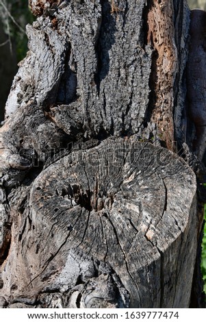 an old tree trunk in the province of Alicante, Costa Blanca, Spain