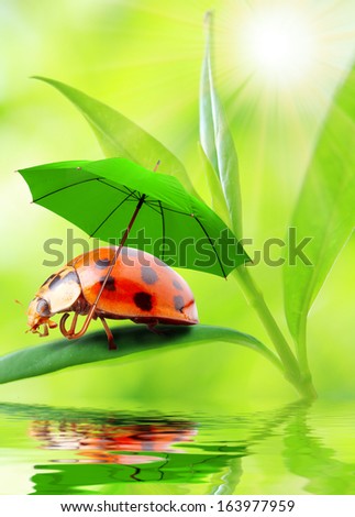 Funny picture from nature. Little ladybug with umbrella walking on the leaf. 
