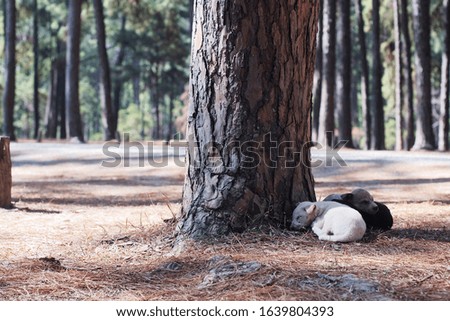 Black and white puppies sleep together underneath the pine trees in terror on the hay in the pine forest on a blurred pine forest backdrop.