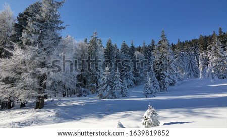 Frozen snow on trees in the mountains