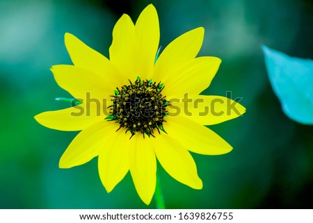 yellow flower in garden Indian sunflower.