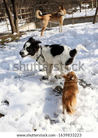 Group of dogs playing in the snow. Chihuahua, a Bulgarian shepherd dog and a no breed dog.